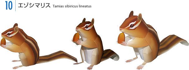 Азиатский бурундук paper model