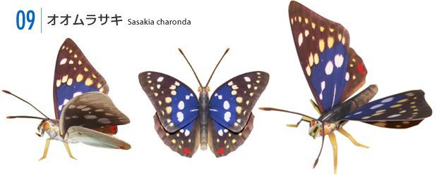 Бабочка Sasakia charonda paper model