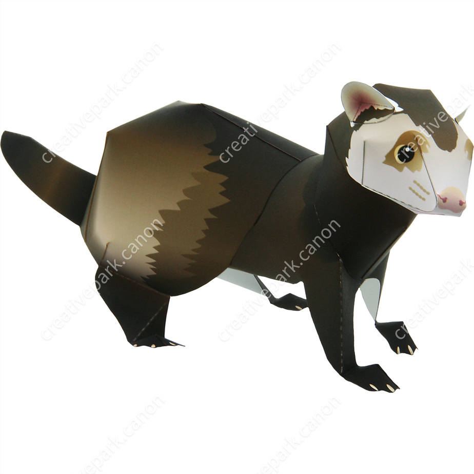 Хорёк