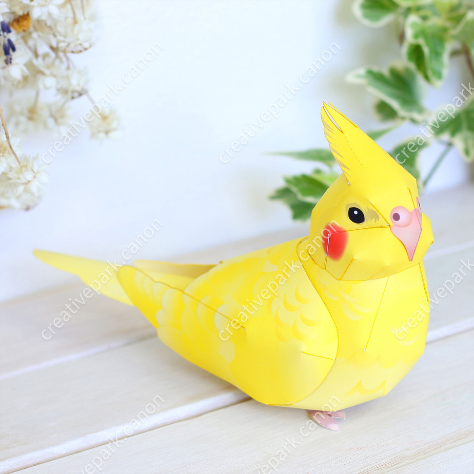 Корелла лютино