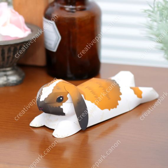 Голландский вислоухий кролик в покое