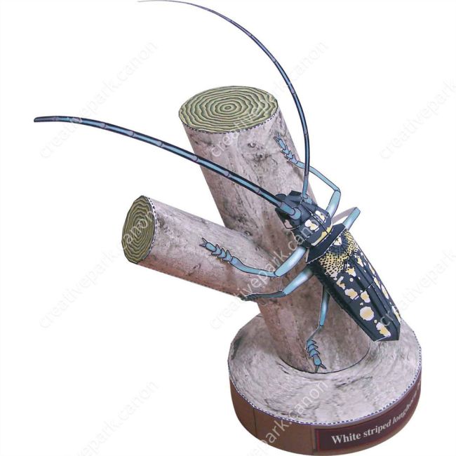 Белополосый усач paper model
