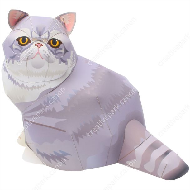 Экзотическая короткошёрстная кошка paper model