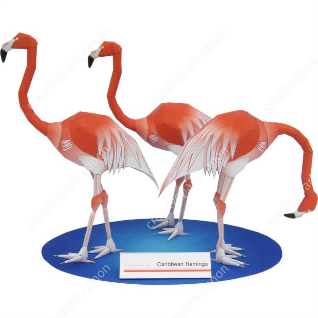 Карибский фламинго paper model
